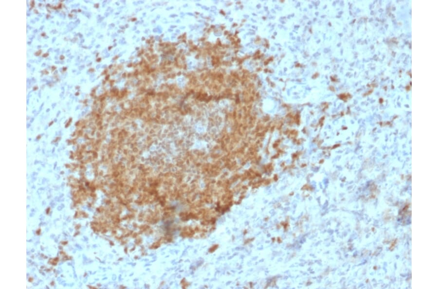 Immunohistochemistry - Anti-BOB1 Antibody [BOB1/2425] (A249680) - Antibodies.com