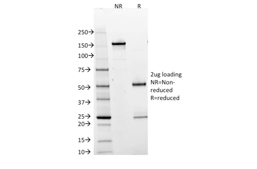 SDS-PAGE - Anti-BOB1 Antibody [BOB1/2425] (A249680) - Antibodies.com
