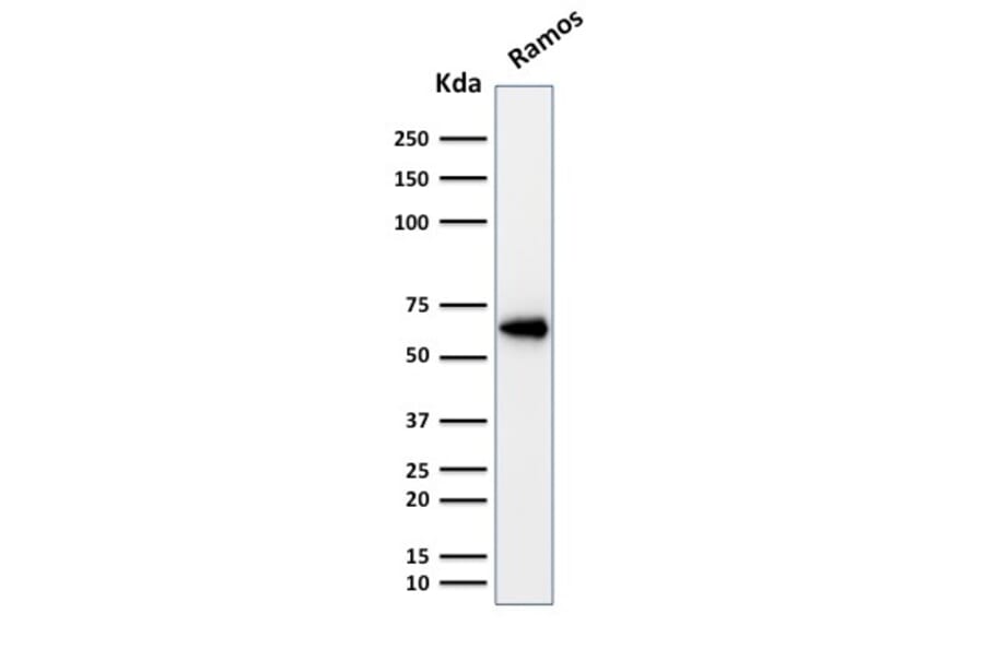Western Blot - Anti-OCT-2 Antibody [Oct2/2137] (A249682) - Antibodies.com