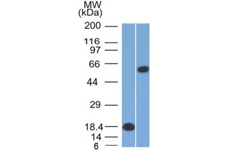 Western Blot - Anti-OCT-2 Antibody [Oct2/2137] (A249682) - Antibodies.com
