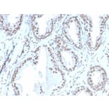 Immunohistochemistry - Anti-ATRX Antibody [rATRX/3446] (A249685) - Antibodies.com