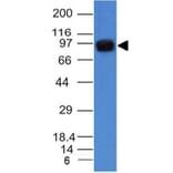 Western Blot - Anti-UACA Antibody [AE-5] (A249691) - Antibodies.com
