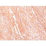 Immunohistochemistry - Anti-TMEM16A Antibody [DG1/447] (A249693) - Antibodies.com