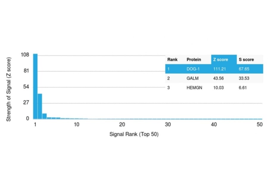 Protein Array - Anti-TMEM16A Antibody [DG1/1484] (A249697) - Antibodies.com