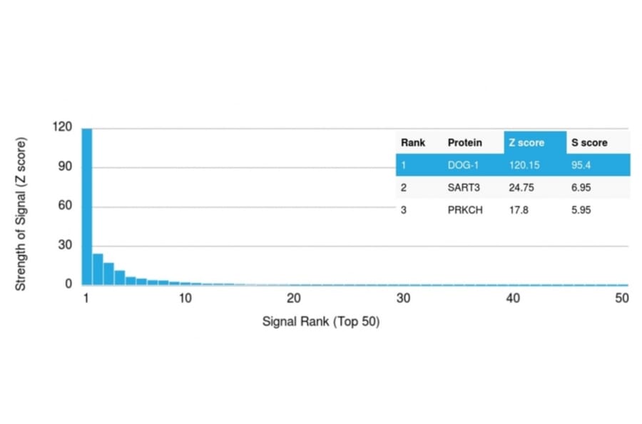 Protein Array - Anti-TMEM16A Antibody [DG1/1486] (A249699) - Antibodies.com