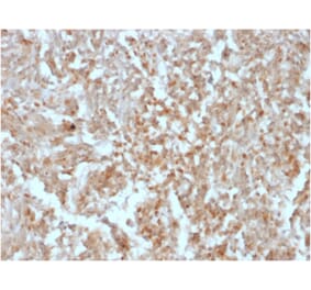 Immunohistochemistry - Anti-TMEM16A Antibody [rDG1/447] (A249700) - Antibodies.com