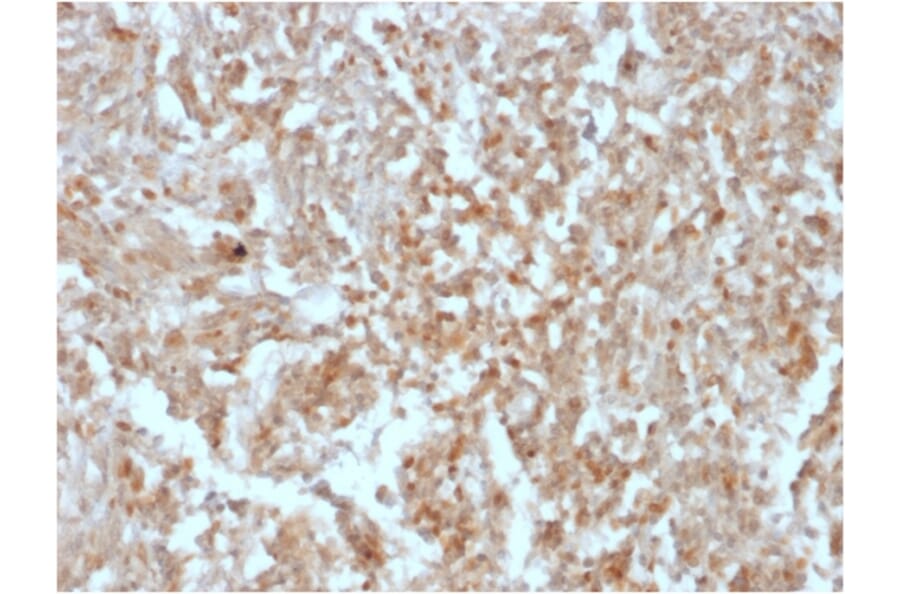 Immunohistochemistry - Anti-TMEM16A Antibody [rDG1/447] (A249700) - Antibodies.com