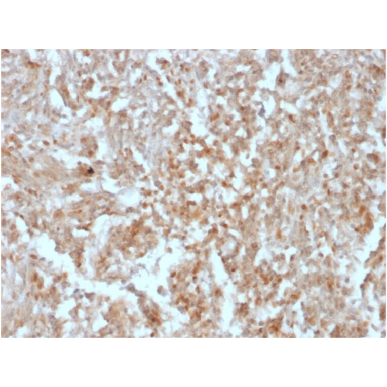 Immunohistochemistry - Anti-TMEM16A Antibody [rDG1/447] (A249700) - Antibodies.com