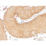 Immunohistochemistry - Anti-Calcineurin A Antibody [CALNA/2353] (A249704) - Antibodies.com