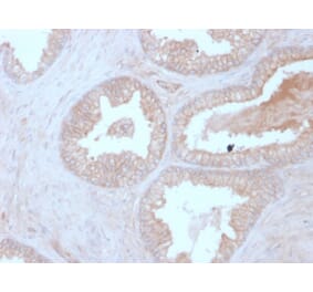 Immunohistochemistry - Anti-Calcineurin B Antibody [CALNB/2342] (A249706) - Antibodies.com