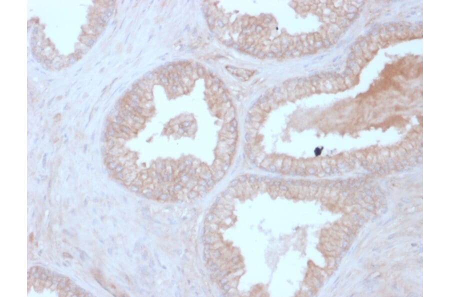 Immunohistochemistry - Anti-Calcineurin B Antibody [CALNB/2342] (A249706) - Antibodies.com