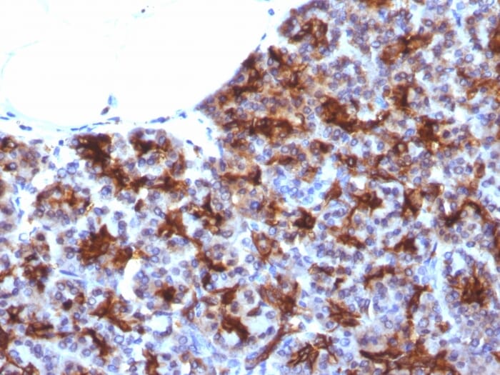 Immunohistochemical analysis of formalin-fixed, paraffin-embedded human pancreas using Anti-MAML3 Antibody [MAML3/1303].