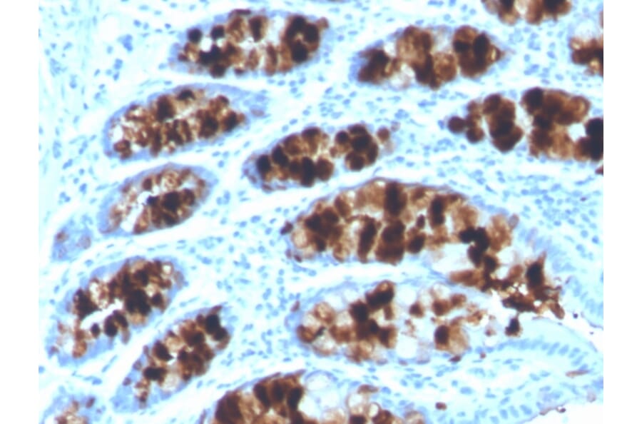 Immunohistochemistry - Anti-Intelectin 1 Antibody [ITLN1/4062] (A249716) - Antibodies.com