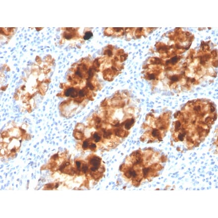 Immunohistochemistry - Anti-Intelectin 1 Antibody [ITLN1/4063] (A249717) - Antibodies.com