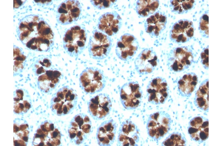 Immunohistochemistry - Anti-Intelectin 1 Antibody [ITLN1/4064] (A249718) - Antibodies.com
