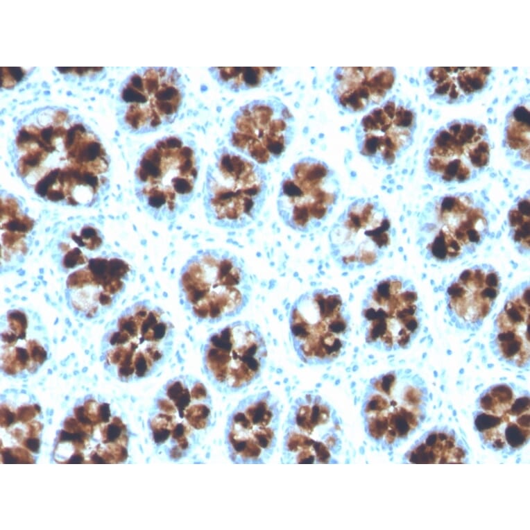 Immunohistochemistry - Anti-Intelectin 1 Antibody [ITLN1/4064] (A249718) - Antibodies.com