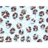 Immunohistochemistry - Anti-Intelectin 1 Antibody [ITLN1/4064] (A249718) - Antibodies.com