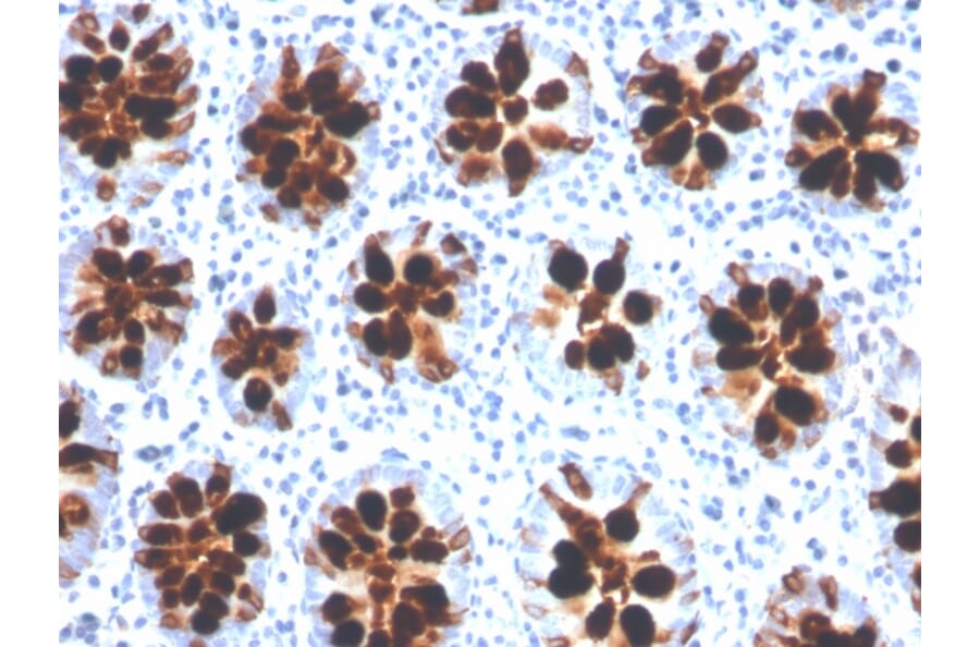 Immunohistochemistry - Anti-Intelectin 1 Antibody [ITLN1/4066] (A249720) - Antibodies.com