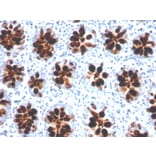 Immunohistochemistry - Anti-Intelectin 1 Antibody [ITLN1/4066] (A249720) - Antibodies.com