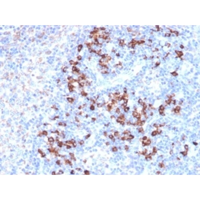 Immunohistochemistry - Anti-ZFP64 Antibody [PCRP-ZFP64-1H2] (A249722) - Antibodies.com