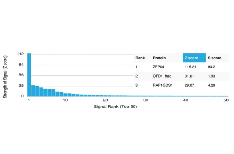Protein Array - Anti-ZFP64 Antibody [PCRP-ZFP64-1H2] (A249721) - Antibodies.com