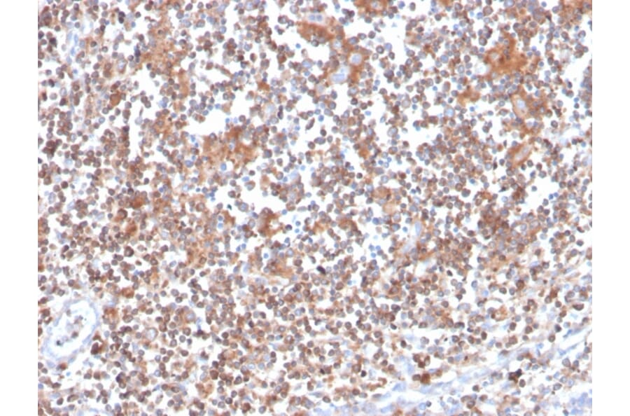 Immunohistochemistry - Anti-PKC alpha Antibody [133] (A249724) - Antibodies.com