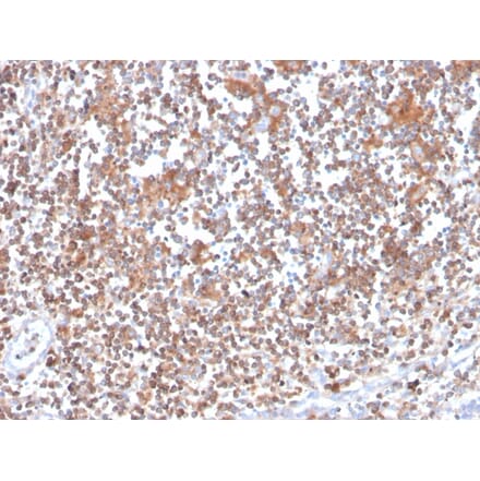 Immunohistochemistry - Anti-PKC alpha Antibody [133] (A249724) - Antibodies.com