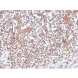 Immunohistochemistry - Anti-PKC alpha Antibody [133] (A249724) - Antibodies.com