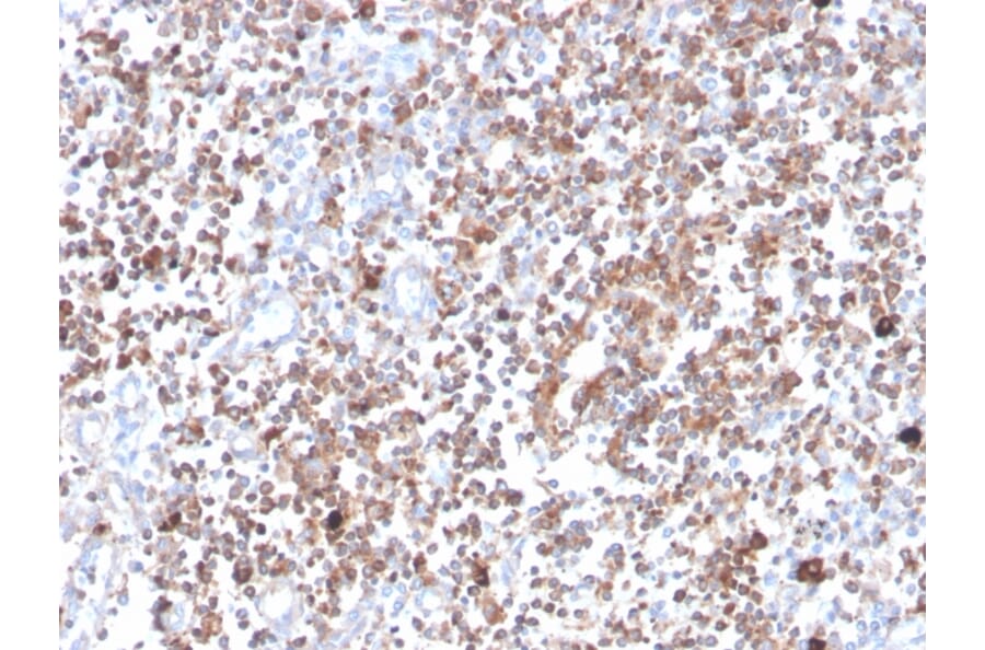 Immunohistochemistry - Anti-PKC alpha Antibody [133] (A249723) - Antibodies.com