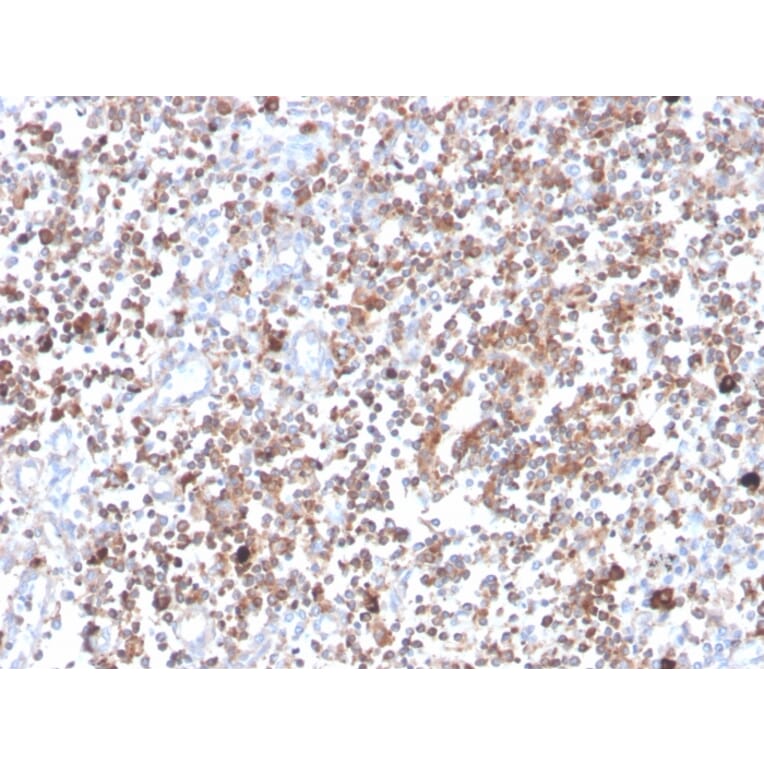 Immunohistochemistry - Anti-PKC alpha Antibody [133] (A249723) - Antibodies.com