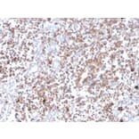 Immunohistochemistry - Anti-PKC alpha Antibody [133] (A249723) - Antibodies.com