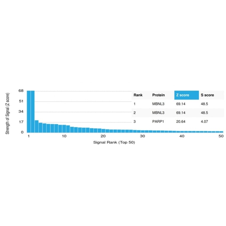 Protein Array - Anti-MBNL3 Antibody [PCRP-MBNL3-1D11] (A249724) - Antibodies.com