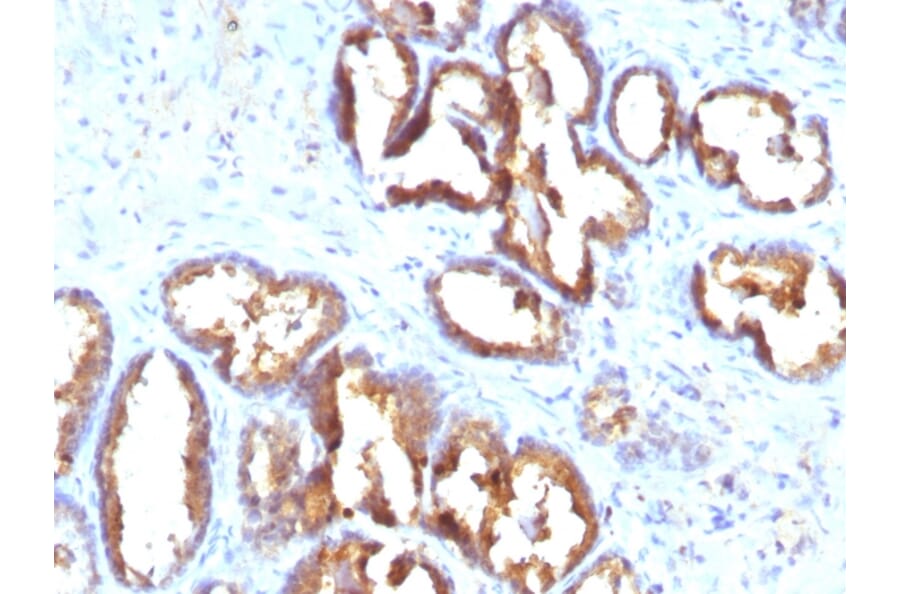 Immunohistochemistry - Anti-Prostate Specific Acid Phosphatase Antibody [PASE/4LJ] (A249727) - Antibodies.com