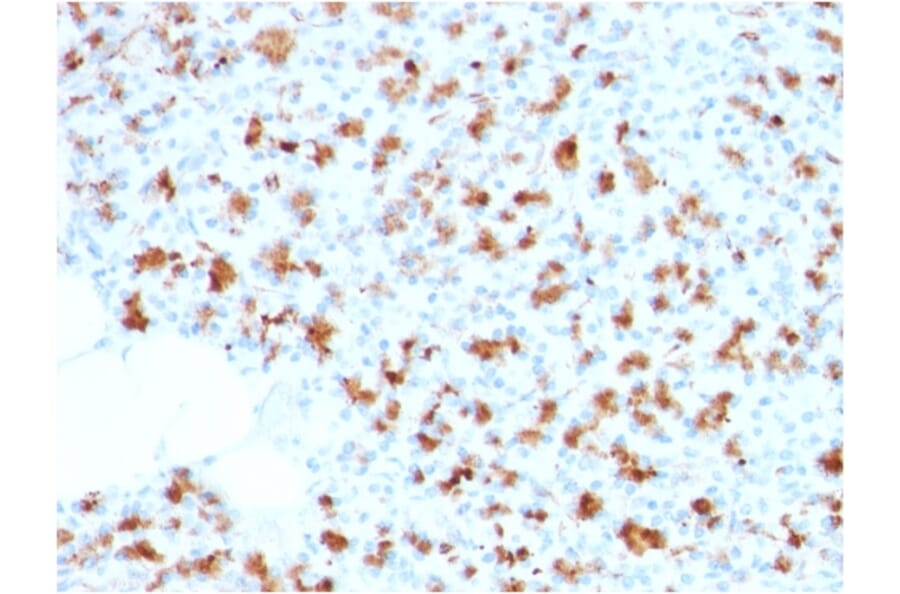 Immunohistochemistry - Anti-BARX1 Antibody [BARX1/2759] (A249731) - Antibodies.com