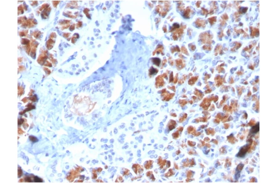 Immunohistochemistry - Anti-BARX1 Antibody [BARX1/2759] (A249730) - Antibodies.com