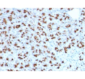 Immunohistochemistry - Anti-BARX1 Antibody [BARX1/2760] (A249731) - Antibodies.com