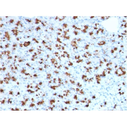 Immunohistochemistry - Anti-BARX1 Antibody [BARX1/2760] (A249731) - Antibodies.com
