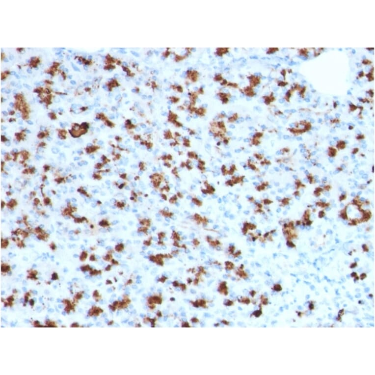 Immunohistochemistry - Anti-BARX1 Antibody [BARX1/2760] (A249731) - Antibodies.com