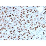 Immunohistochemistry - Anti-BARX1 Antibody [BARX1/2760] (A249731) - Antibodies.com