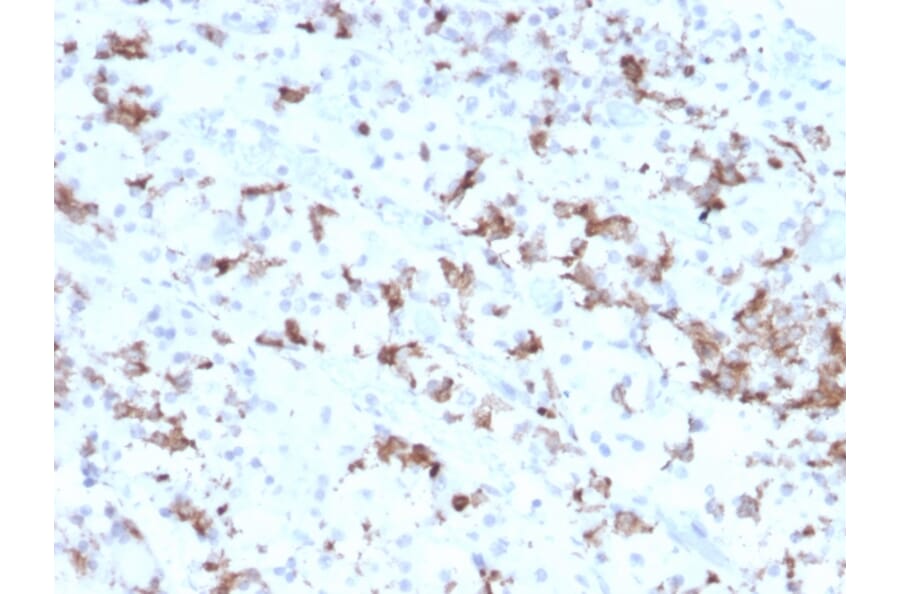 Immunohistochemistry - Anti-Prolactin Antibody [PRL/2641] (A249733) - Antibodies.com