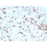 Immunohistochemistry - Anti-Prolactin Antibody [PRL/2641] (A249733) - Antibodies.com
