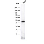 Western Blot - Anti-Prolactin Antibody [PRL/2641] (A249733) - Antibodies.com