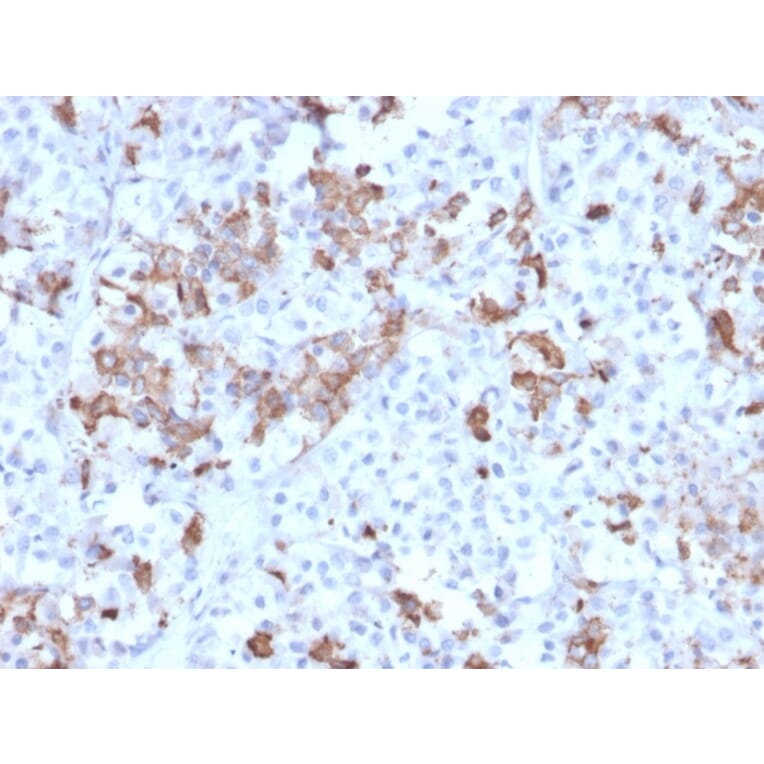 Immunohistochemistry - Anti-Prolactin Antibody [PRL/2642] (A249734) - Antibodies.com