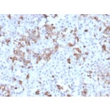 Immunohistochemistry - Anti-Prolactin Antibody [PRL/2642] (A249734) - Antibodies.com