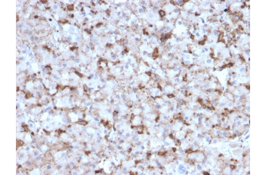 Immunohistochemistry - Anti-Prolactin Antibody [PRL/2643] (A249735) - Antibodies.com