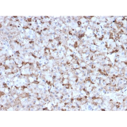 Immunohistochemistry - Anti-Prolactin Antibody [PRL/2643] (A249735) - Antibodies.com