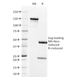 SDS-PAGE - Anti-Prolactin Receptor Antibody [B6.2] (A249739) - Antibodies.com