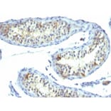 Immunohistochemistry - Anti-Prolactin Receptor Antibody [B6.2] (A249738) - Antibodies.com