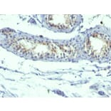 Immunohistochemistry - Anti-Prolactin Receptor Antibody [B6.2 + PRLR742] (A249741) - Antibodies.com