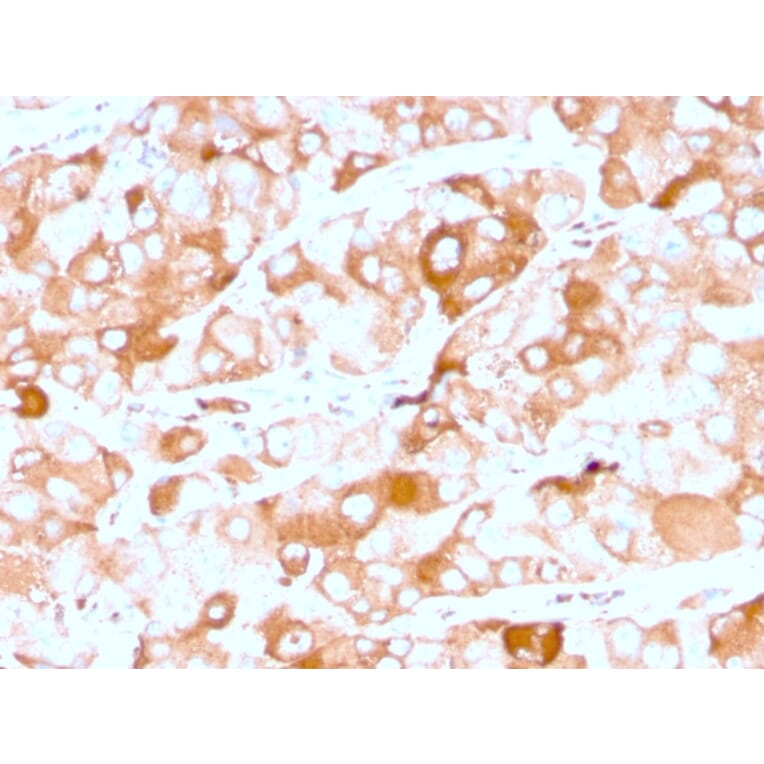 Immunohistochemistry - Anti-Prolactin Receptor Antibody [rPRLR/742] (A249742) - Antibodies.com
